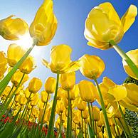 Gele tulpen (Tulipa sp.) in bloementuin van keukenhof, Nederland
